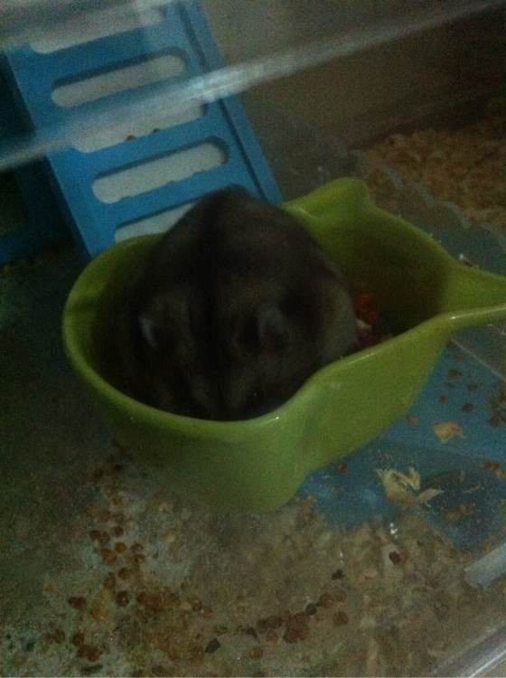 养了一个月的仓鼠,居然把门螺丝舔松了越狱,网友:这货成精了!