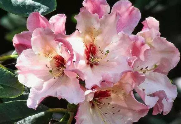 选花技巧和方法,各种花的养花技巧和方法