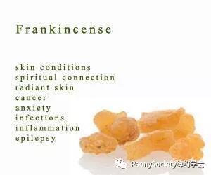 升级版乳香精油,千年乳香精油