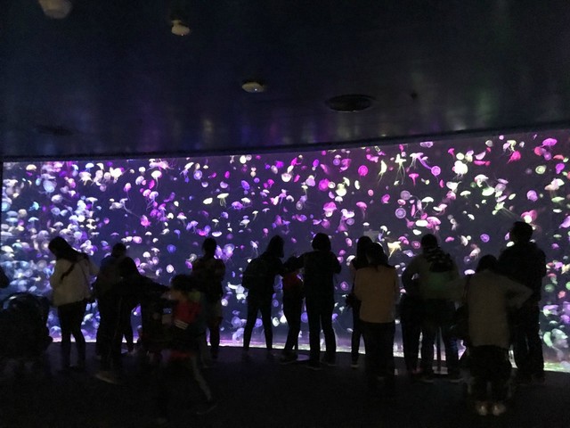 两天一晚珠海长隆旅游攻略,珠海长隆旅行一日游需要准备什么