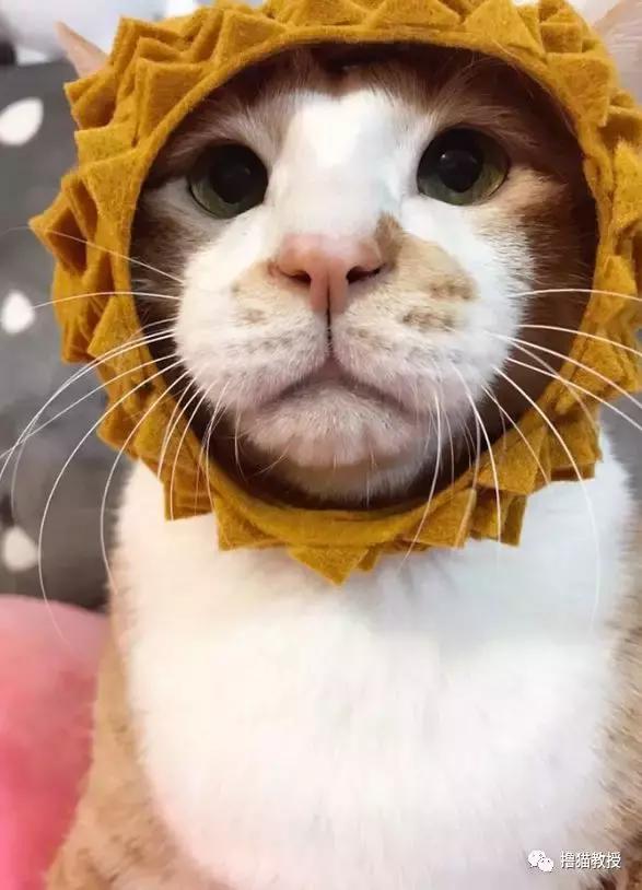 美了!胖猫竟然爱上了敷面膜