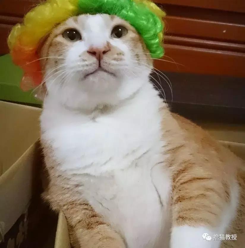 美了!胖猫竟然爱上了敷面膜