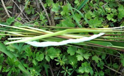 大别山新县原始森林,大别山儿时的味道野刺果