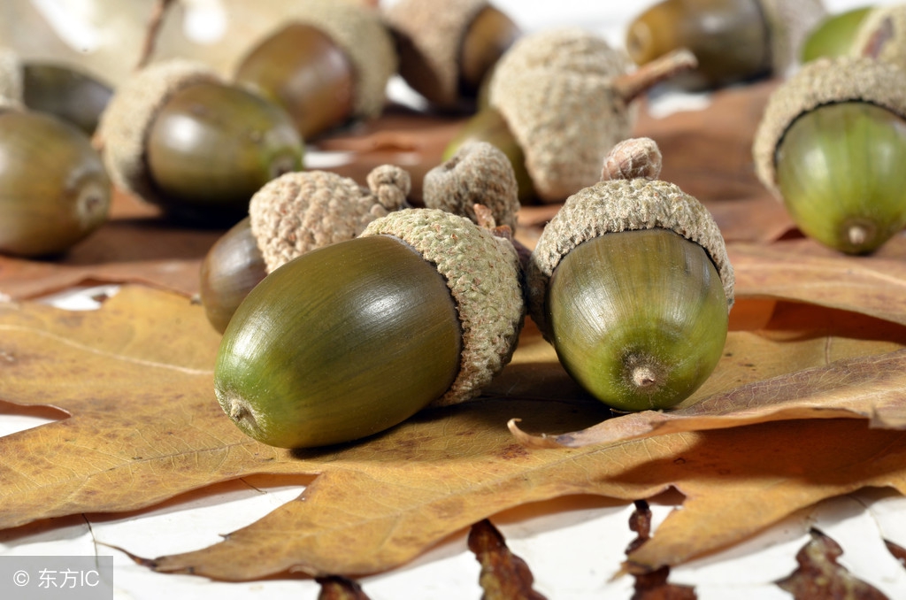 大别山新县原始森林,大别山儿时的味道野刺果