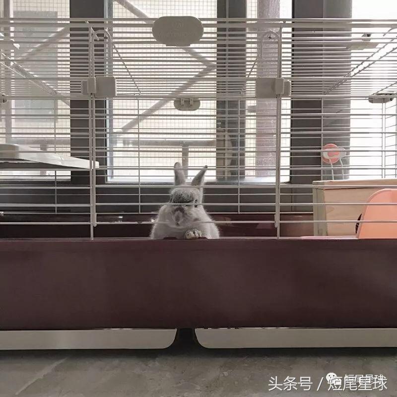 哪种兔笼比较好,兔笼有几种款式