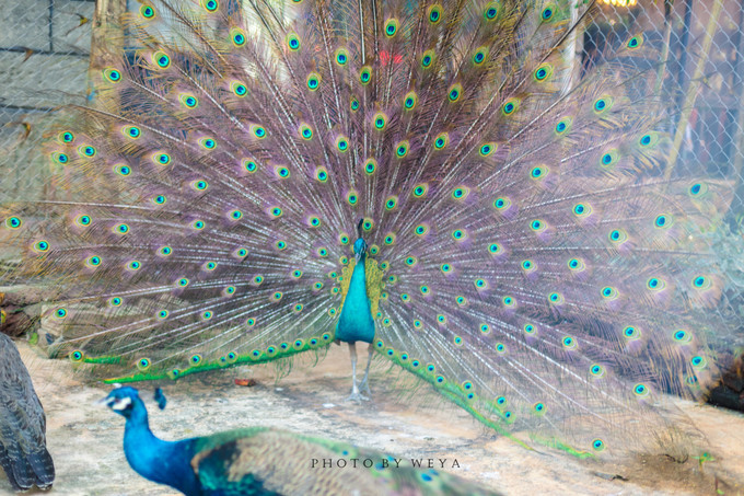 面面旅拍—诉不完千古泪,道不停三亚情,这个冬天我们掌心有太阳