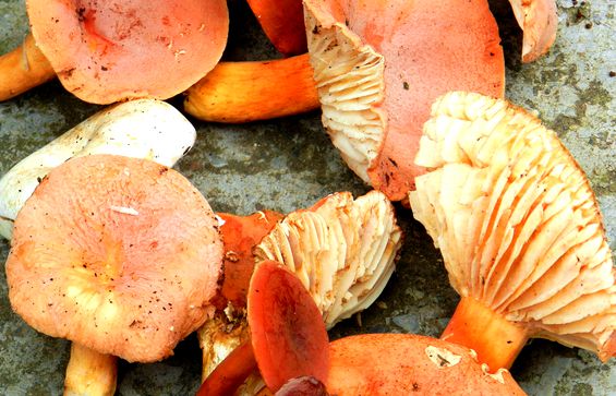 大别山新县原始森林,大别山儿时的味道野刺果