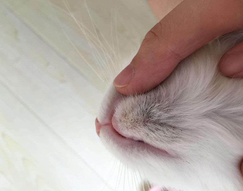 猫咪下巴有黑色颗粒是怎么回事,猫咪的下巴有黑色的东西怎么清理