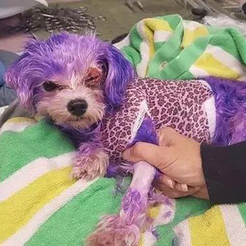 狗狗染色差点导致失明,隐藏在宠物染色剂下的伤害