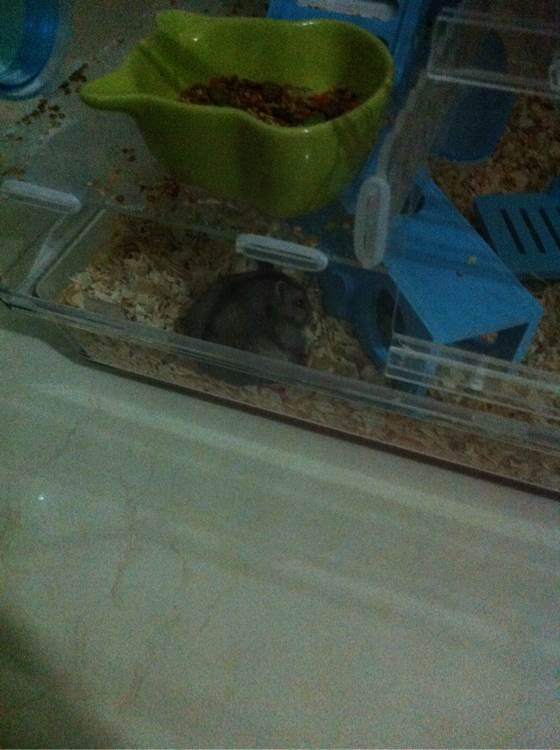 养了一个月的仓鼠,居然把门螺丝舔松了越狱,网友:这货成精了!