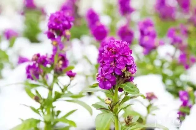 上海17号地铁能直达朱家角镇,上海朱家角地铁17号线出口