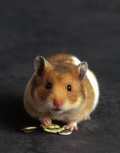 十二生肖提升运气和财运的方法,十二生肖接福接财运