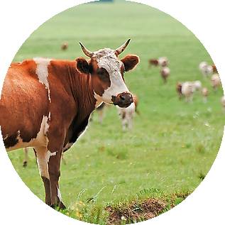 十二生肖提升运气和财运的方法,十二生肖接福接财运