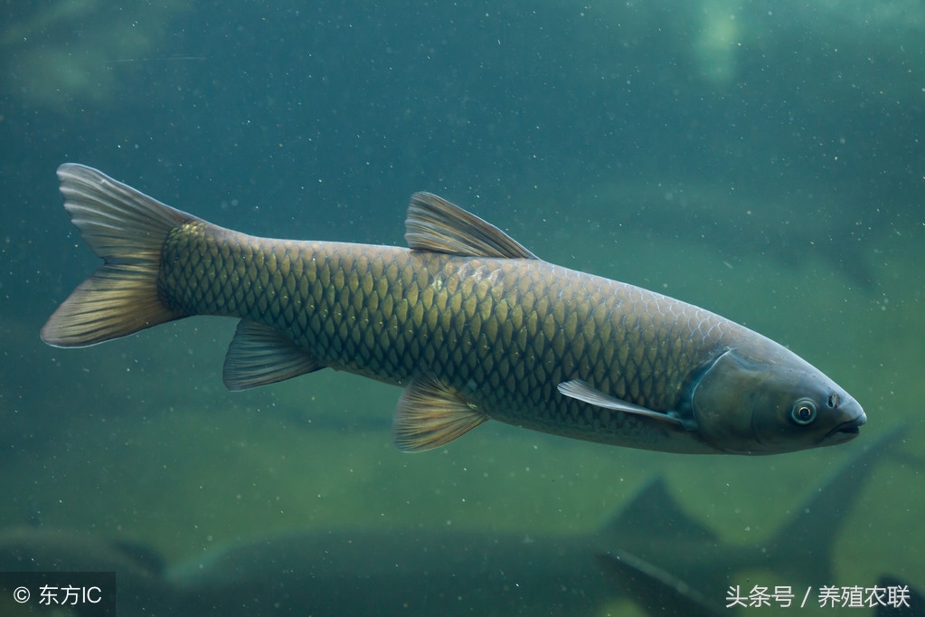 草鱼网箱高密度养殖,草鱼快速养殖技术