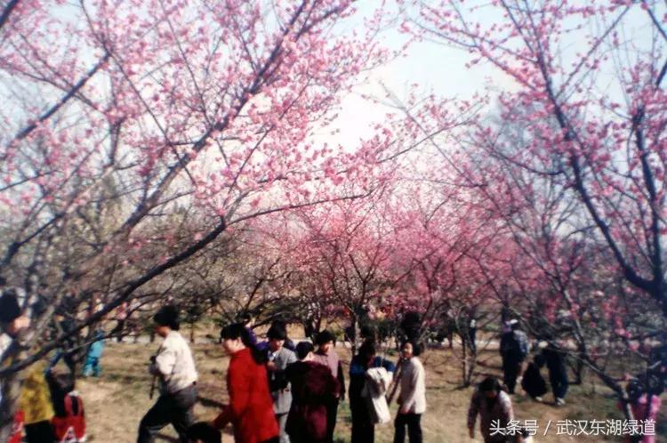 东湖绿道生机勃勃,世界级绿道东湖绿道