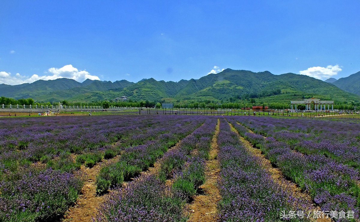 西安附近薰衣草庄园有哪些,西安周边薰衣草景区有哪些