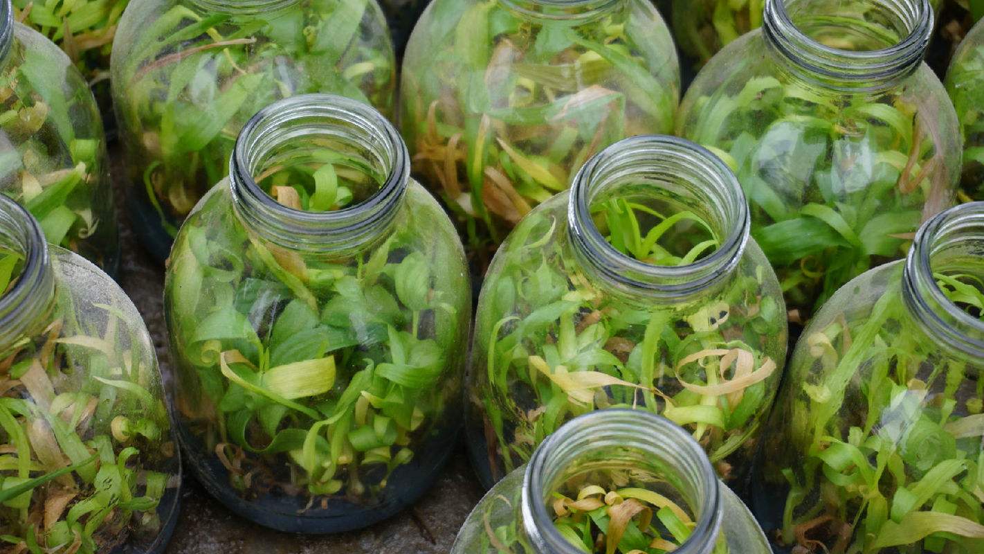 种植白芨要投资多少钱一亩地,白芨的种植前景与高效栽培技术