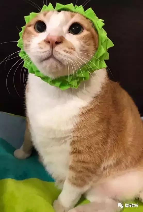 美了!胖猫竟然爱上了敷面膜