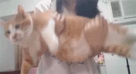 美了!胖猫竟然爱上了敷面膜