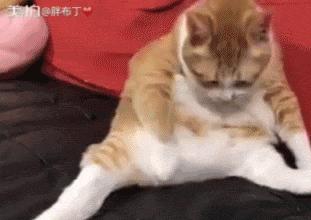 美了!胖猫竟然爱上了敷面膜