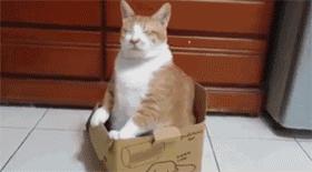 美了!胖猫竟然爱上了敷面膜