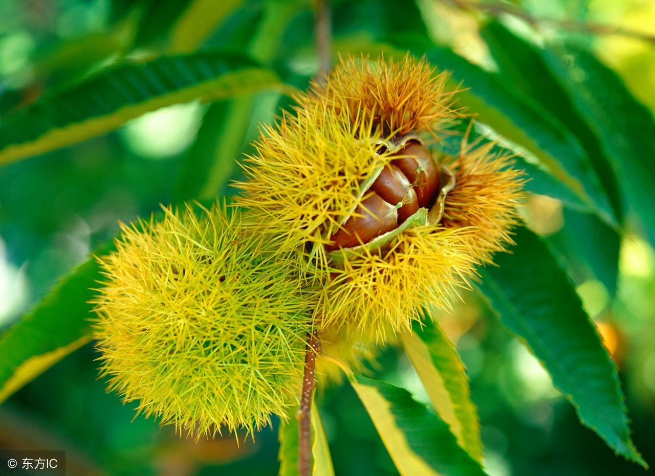大别山新县原始森林,大别山儿时的味道野刺果