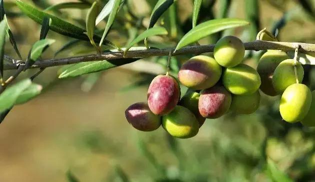 西班牙特级初榨橄榄油,橄榄油西班牙