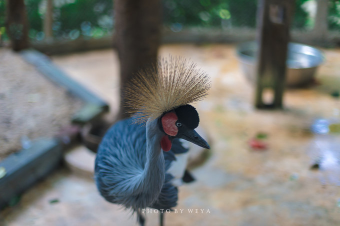 面面旅拍—诉不完千古泪,道不停三亚情,这个冬天我们掌心有太阳