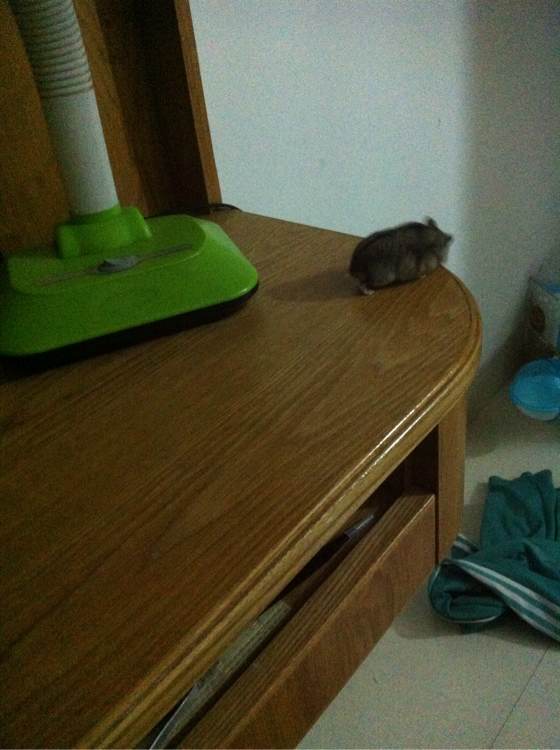 养了一个月的仓鼠,居然把门螺丝舔松了越狱,网友:这货成精了!