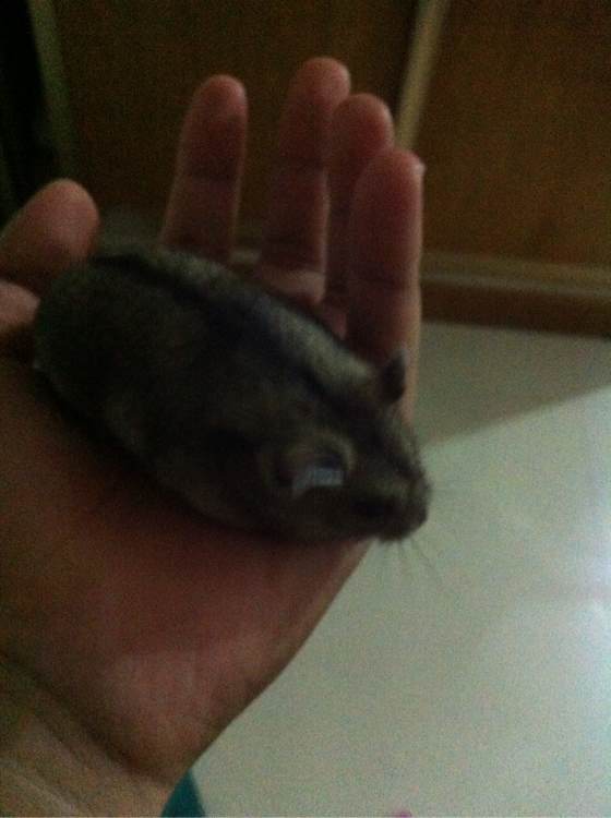 养了一个月的仓鼠,居然把门螺丝舔松了越狱,网友:这货成精了!