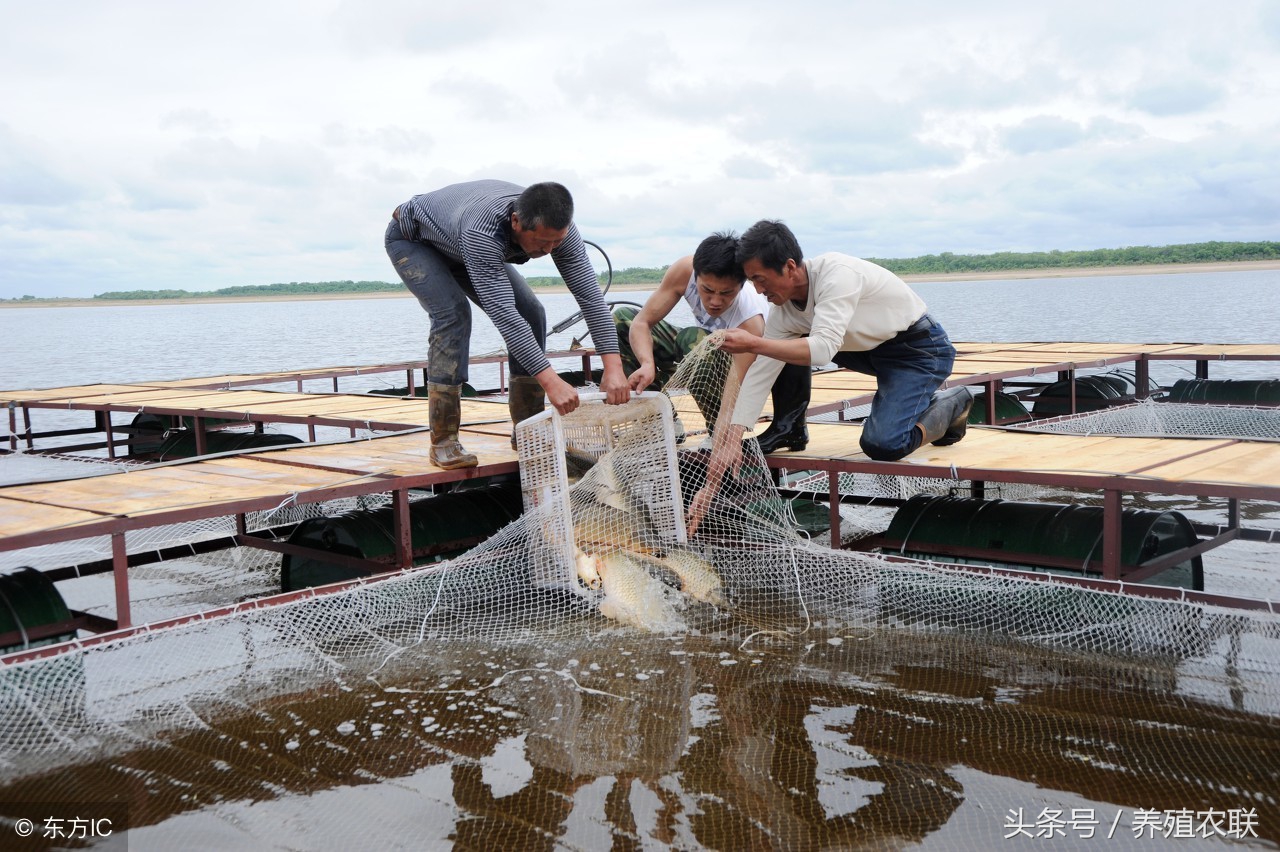 草鱼网箱高密度养殖,草鱼快速养殖技术