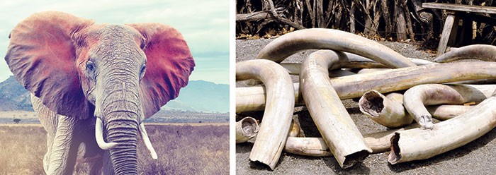 人工制造的犀角和象牙能否成为保护犀牛大象的新希望?