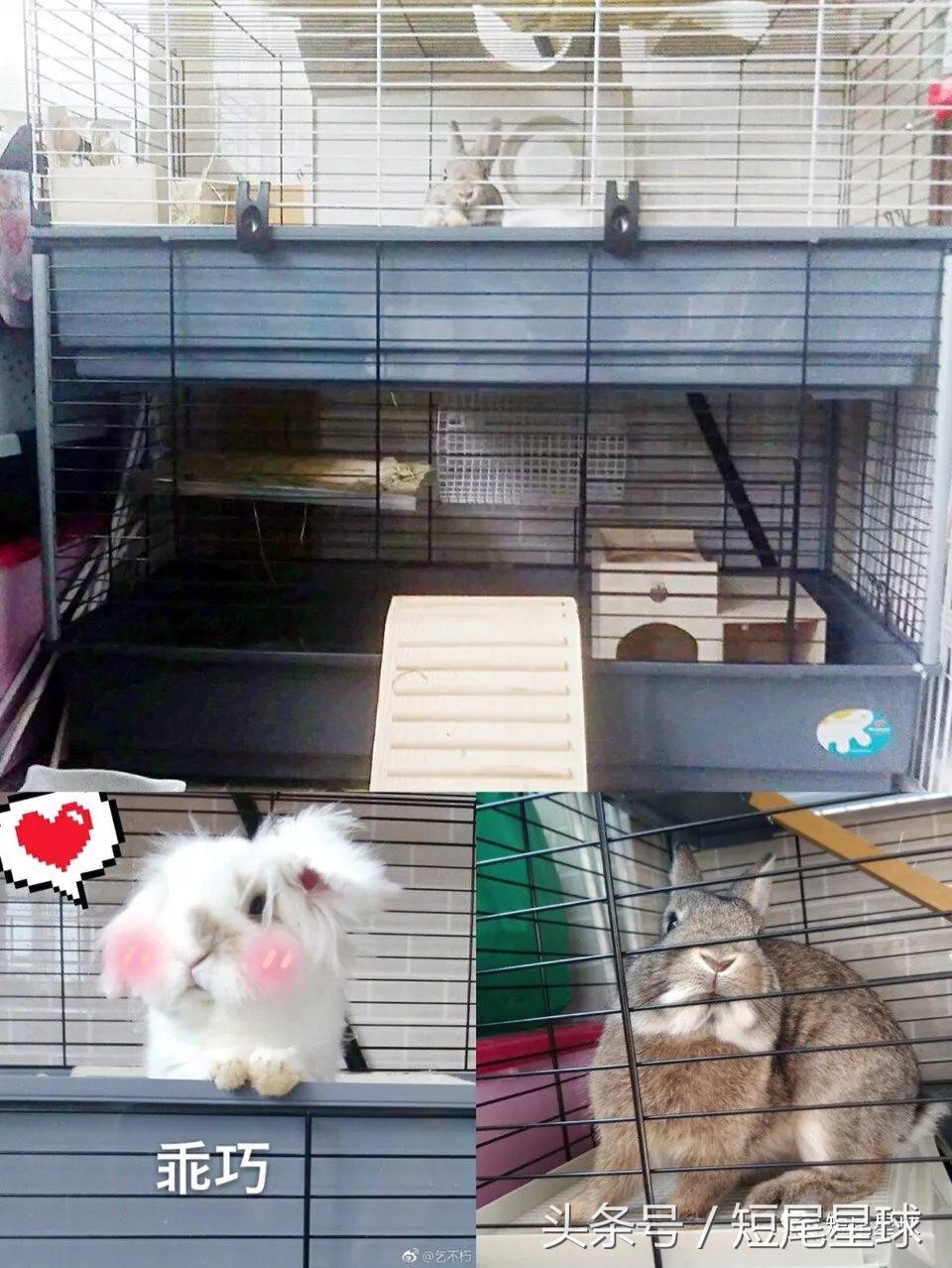 兔兔需要买多大的兔笼,兔兔的专用兔笼