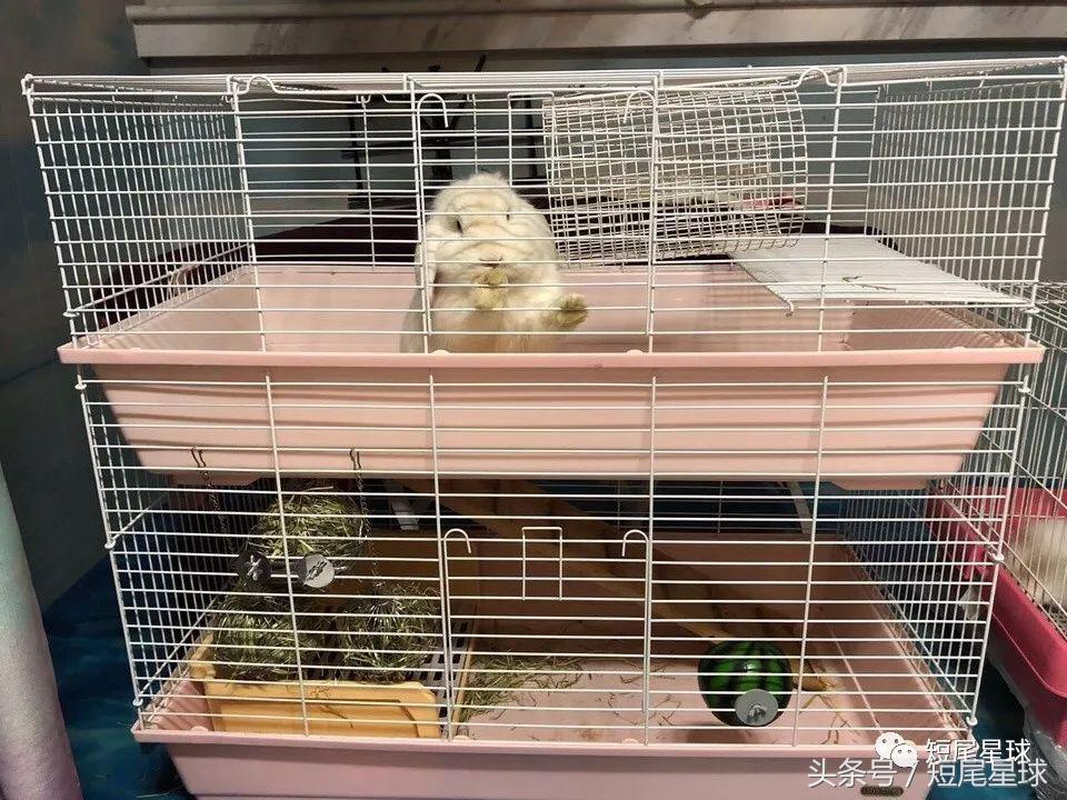 兔兔需要买多大的兔笼,兔兔的专用兔笼