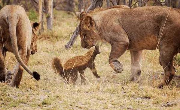 平头哥蜜獾最怕什么,平头哥蜜獾最怕什么动物