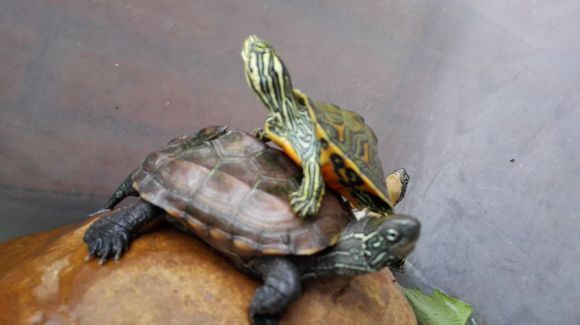 乌龟出眠时的正确方法,乌龟出眠的正确方法