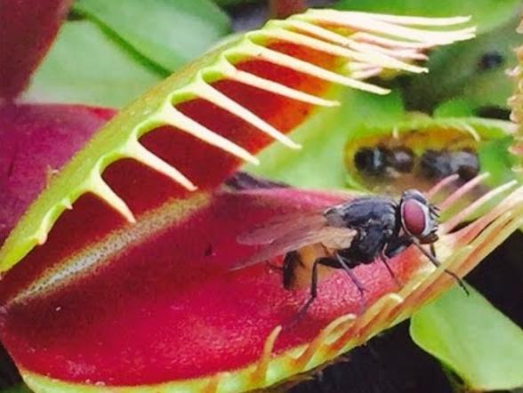 食虫植物系列（物理式）：捕蝇草的“血盆大口”