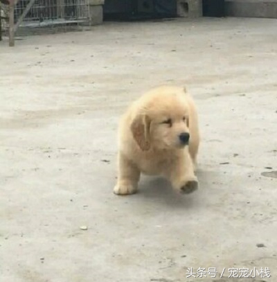 纯种小金毛犬多少钱一只呢,小金毛犬大概多少钱一只