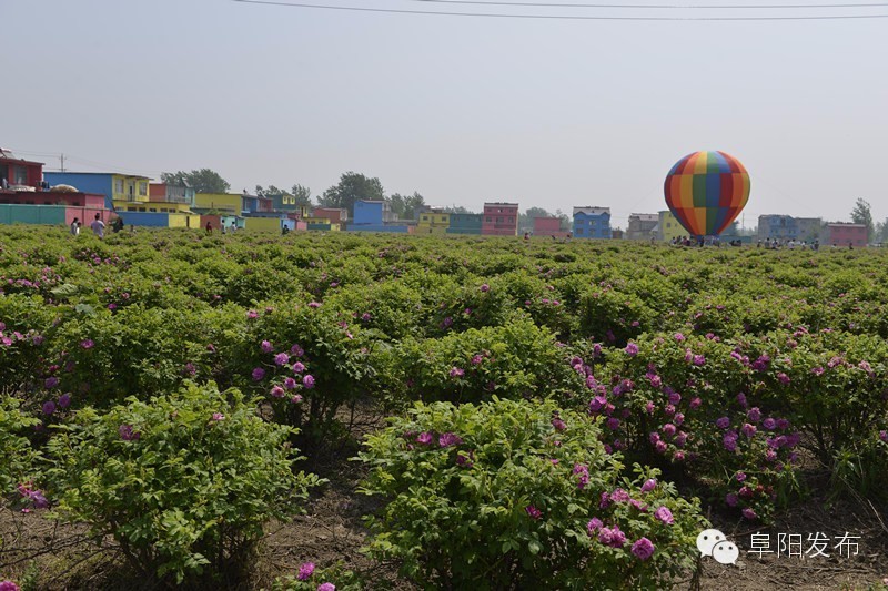 界首有个*瑰园玫**,美爆了!没去别后悔~