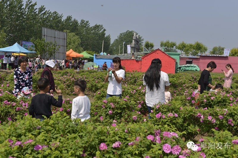 界首有个*瑰园玫**,美爆了!没去别后悔~