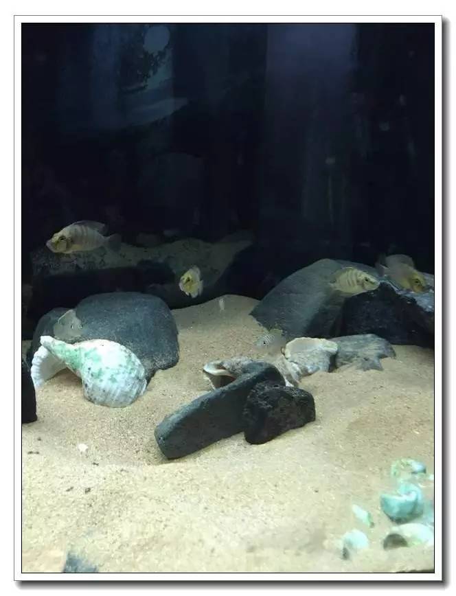 社区精华有鱼成长之路