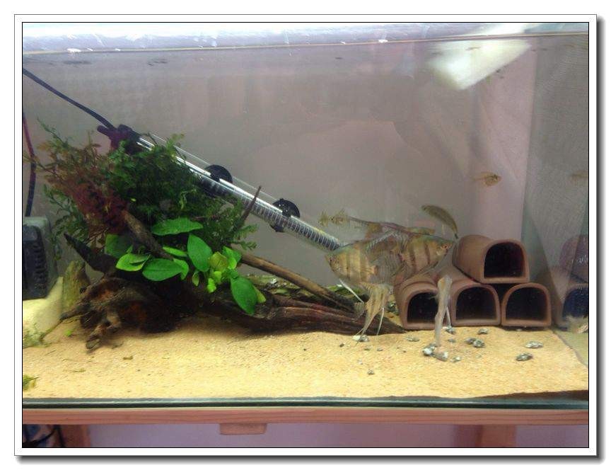 社区精华有鱼成长之路