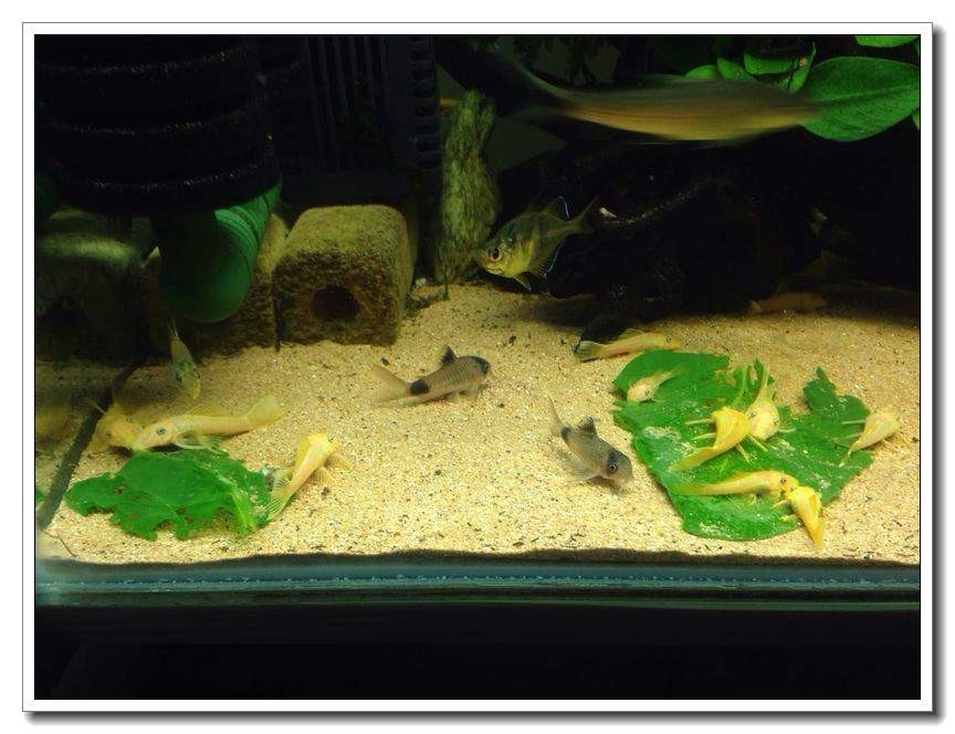 社区精华有鱼成长之路