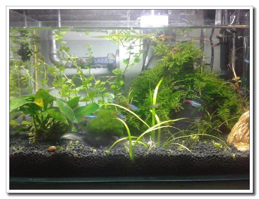 社区精华有鱼成长之路