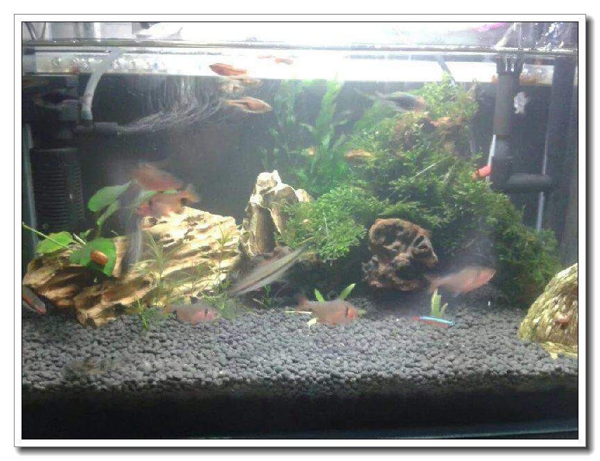 社区精华有鱼成长之路