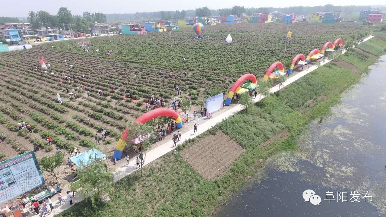 界首有个*瑰园玫**,美爆了!没去别后悔~