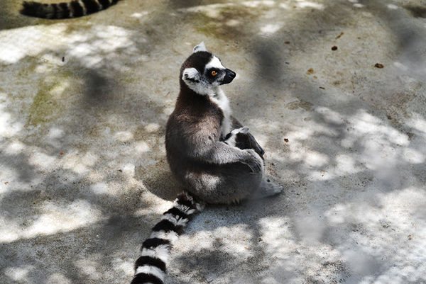 尼康d90加永诺50mmf1.8d怎么用,尼康50mm1.8g和永诺50mm1.8