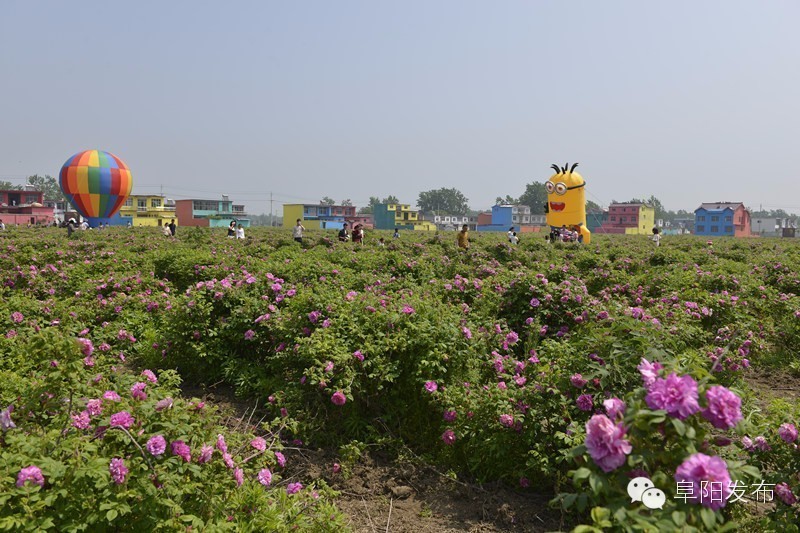 界首有个*瑰园玫**,美爆了!没去别后悔~