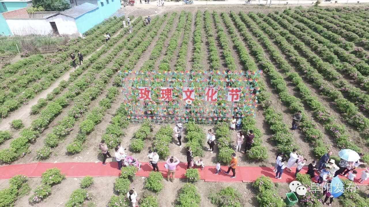 界首有个*瑰园玫**,美爆了!没去别后悔~