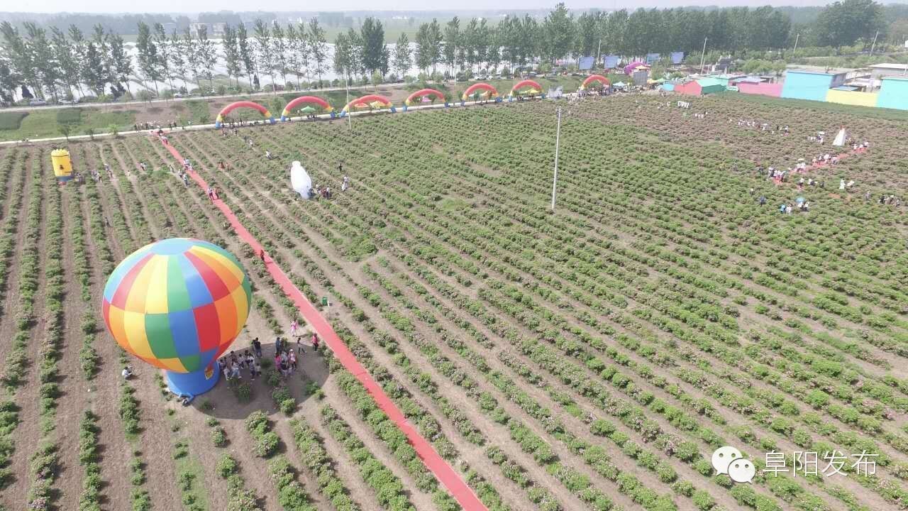 界首有个*瑰园玫**,美爆了!没去别后悔~